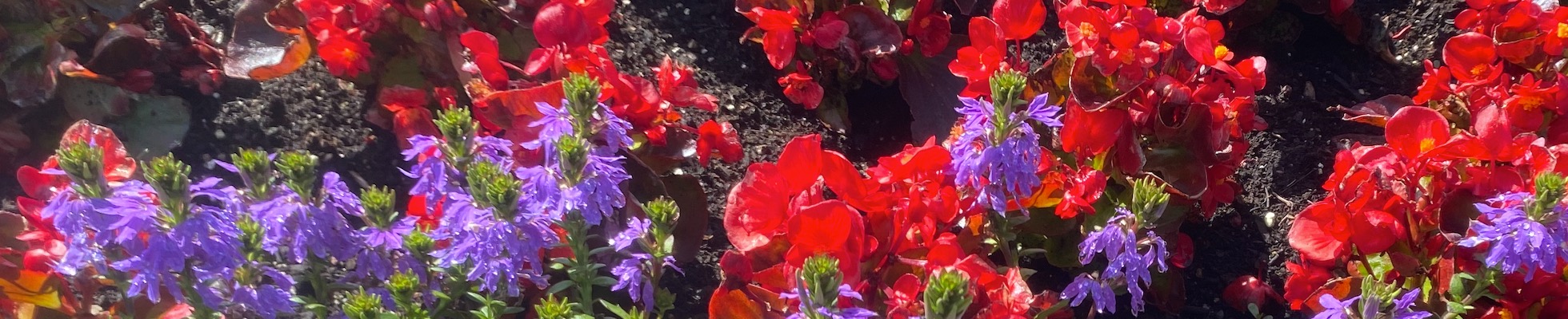 Spencer Smith Park flowers